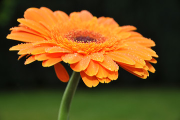 Rain Drops on Orange Gerbera