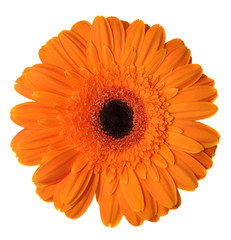 Orange Gerbera Isolated on White