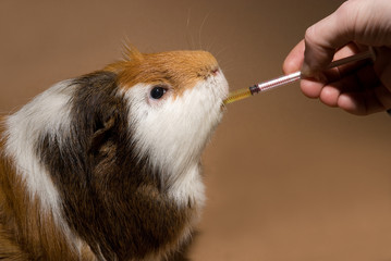 Meerschweinchen werden Vitamine verabreicht