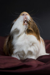 hochnäsiges Meerschweinchen