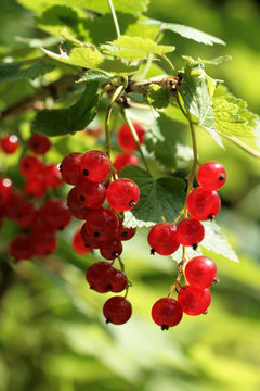 Johannisbeeren am Strauch