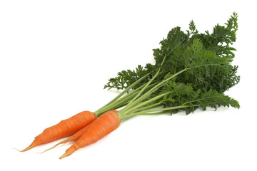Carrot