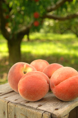 orchard peaches