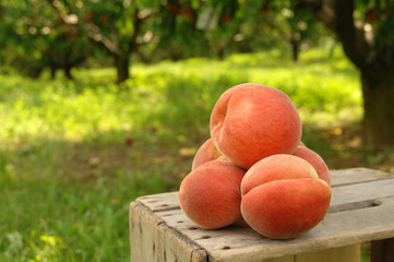 orchard peaches