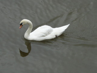 cisne