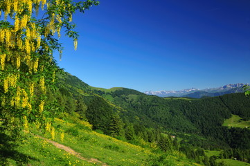 mountain landscape with yellow flowers - obrazy, fototapety, plakaty