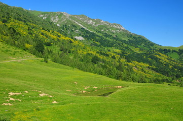 Fototapeta na wymiar mountain landscape with yellow flowers