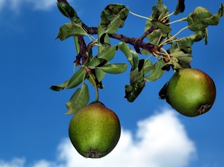 Zwei Birnen am Baum