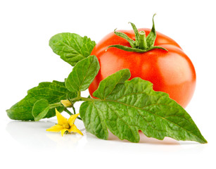 isolated red tomato vegetable with green leaf