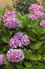 hortensia