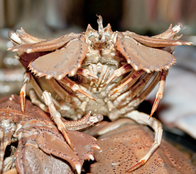 Crayfish verry rare kind