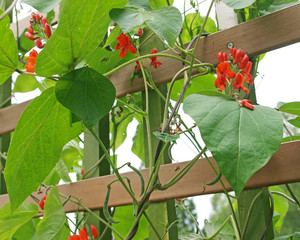 Runner beans growing in garden