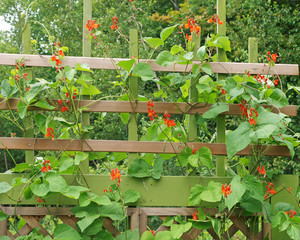 Scarlett runner beans on trellis
