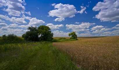 Obraz premium Deep blue sky and white cumulus clouds over summer field