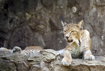 Gordijnen lynx © dinostock