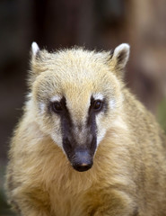 Fototapeta premium racoon