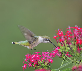 Fototapeta na wymiar Ruby Throated Hummingbird (female)