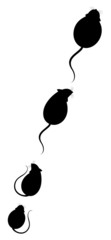 Lovely fluffy mice on a white background