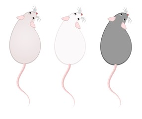 Lovely fluffy mice on a white background