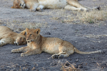Lions at rest