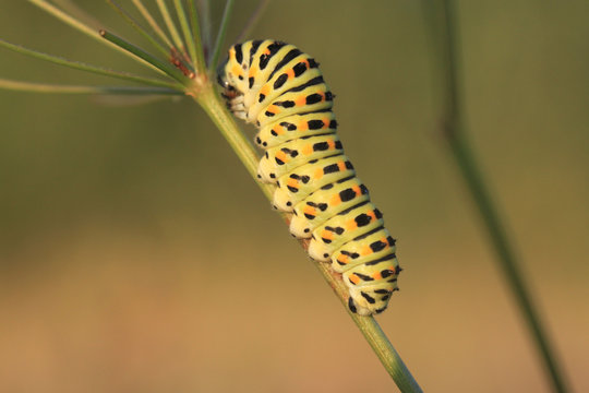 Old World Swallowtail - caterpilar
