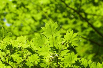 green leaves