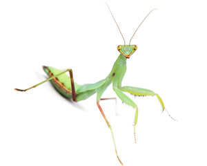 Mantis isolated on white background.