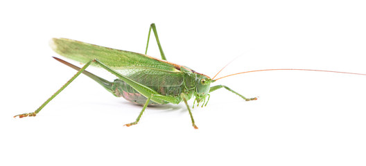 Locust isolated on white background.