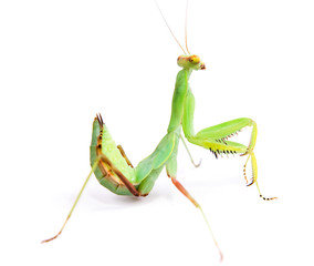 Mantis isolated on white background.