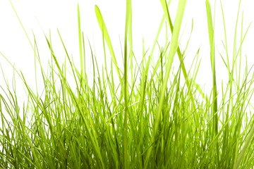 Green Grass isolated on white background