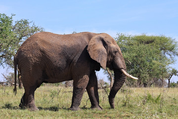 Fototapeta na wymiar Wild African Elephant in Tanzania