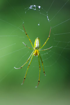 Green spider