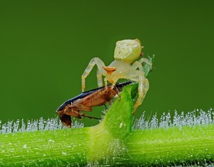 crab spider eating an insect