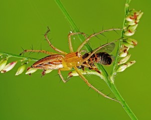lynx spider eating a bee