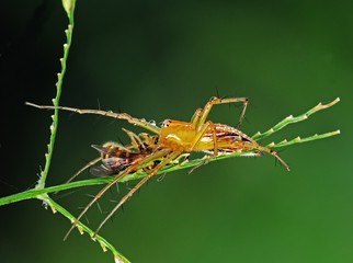 lynx spider eating a bee