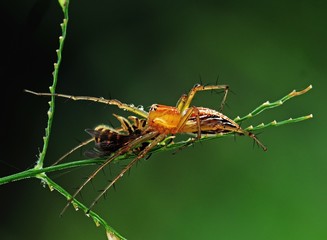 lynx spider eating a bee
