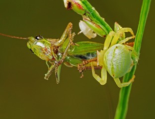 crab spider eating a  grasshopper