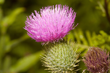 Distel