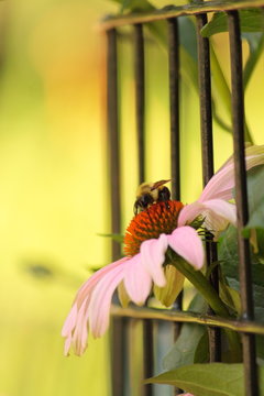 Fiore tra inferriata