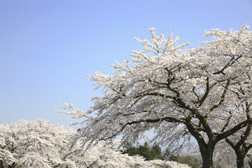 桜