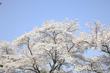 Fototapeta premium 桜