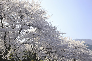 桜