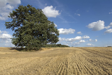 Eiche im Spätsommer, Mecklenburg-Vorpommern