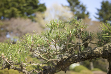 Naklejka premium 松の木