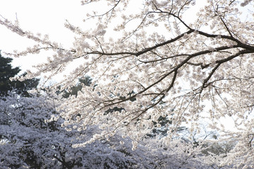 桜