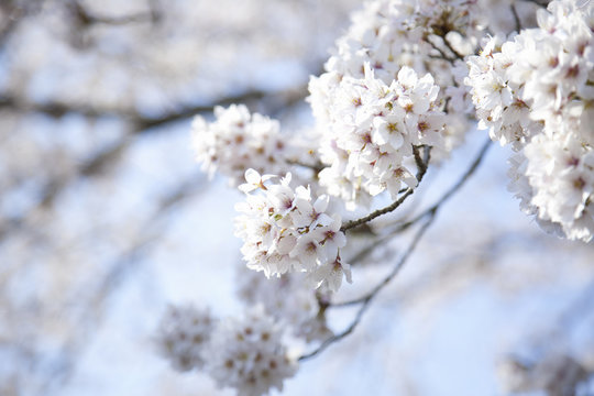 桜 © Paylessimages
