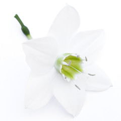 fleur blanche sur un fond blanc
