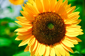fresh sunflower on blue sky as background