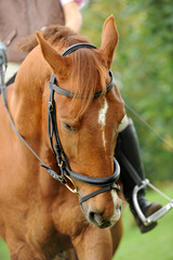 Obraz premium Pferde 11