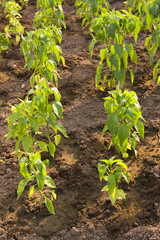 paprika plants